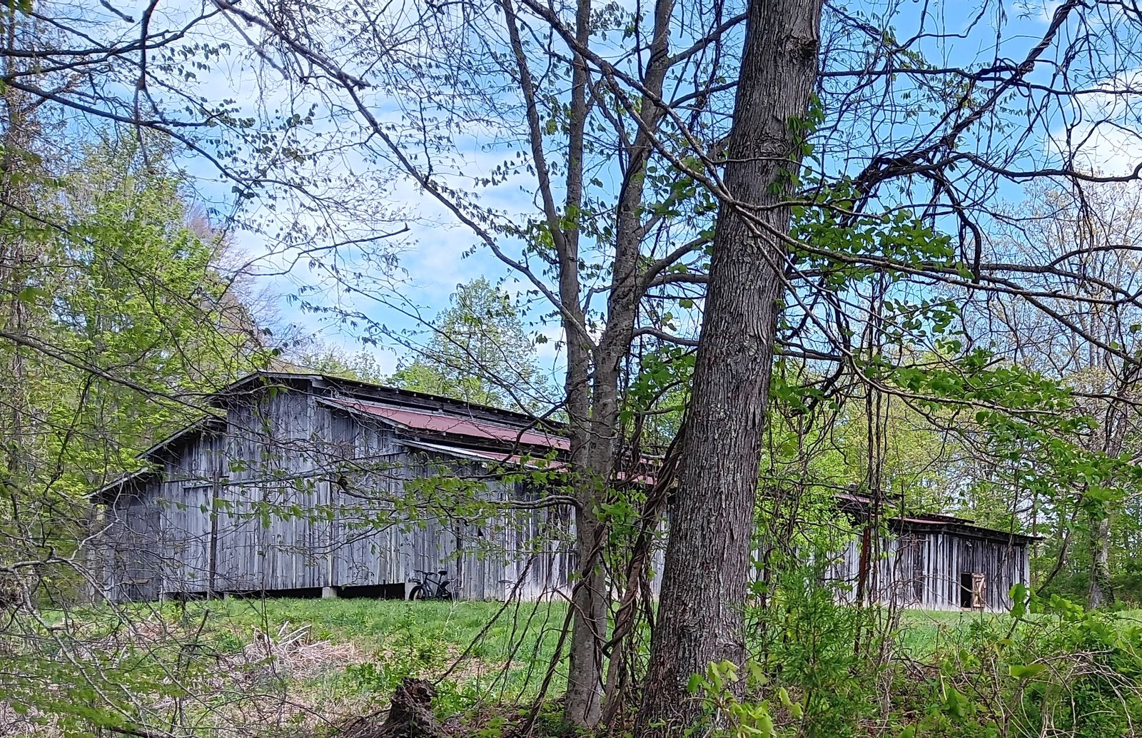 The weathered grey tobacco barn among the trees