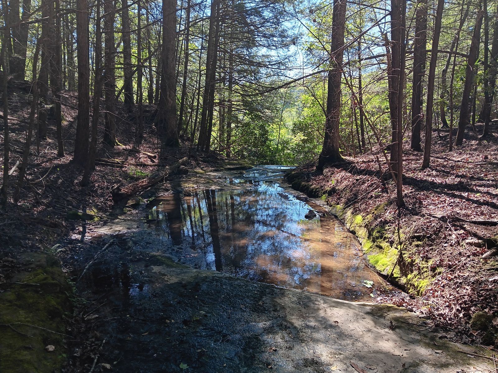 The spring-fed creek running over rock through the woods