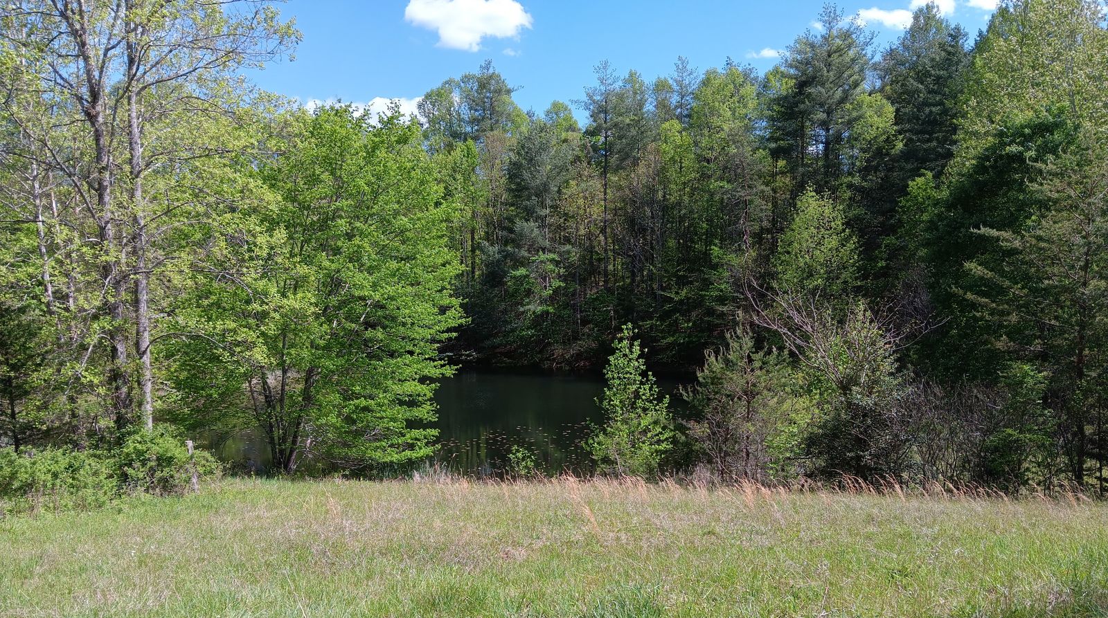 The spring-fed pond on the Kentucky land